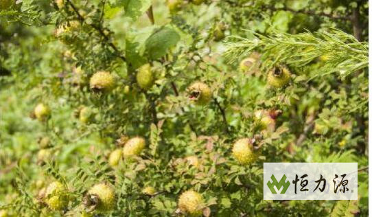 ��˳����3�ִ���Ӫ��Ʒ�ʵıȽ�