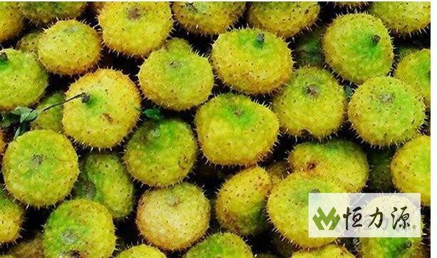 1491033212134594.jpg 刺梨营养品质的比较的分析