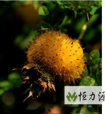 1491033442821047.jpg 刺梨营养品质的比较的结果讲解