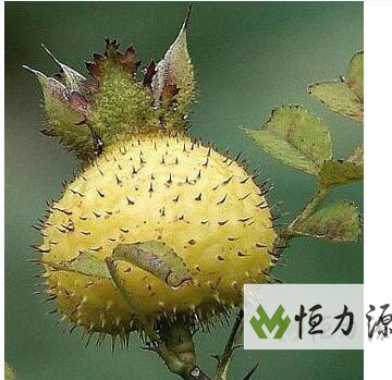 1491033452565420.jpg 刺梨营养品质的比较的结果讲解