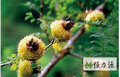 1491033461590827.jpg 刺梨营养品质的比较的结果讲解