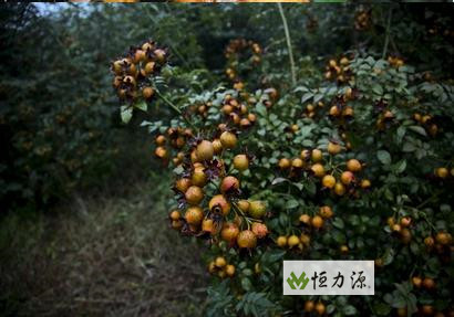 ���� (1).jpg