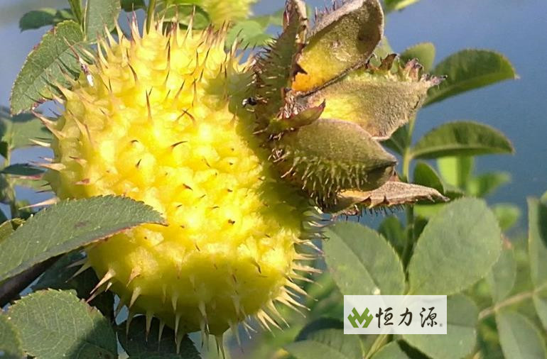 ��ͬ�����ڴ����ͪ������Ӱ��