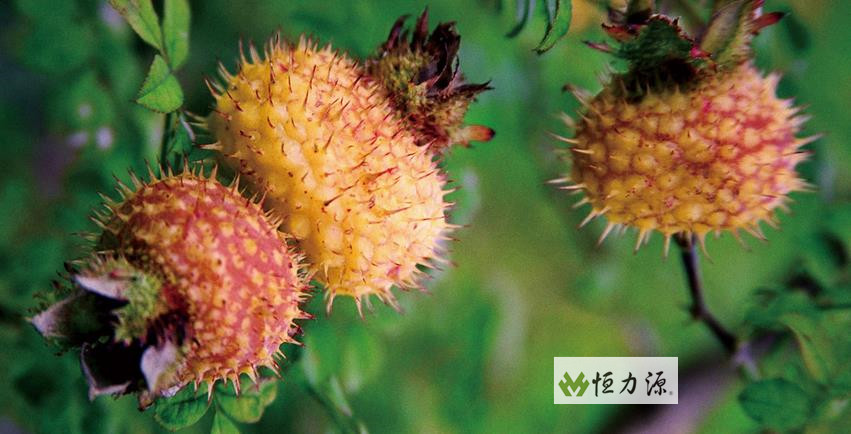 不同采收期刺梨黄酮含量的影响实验的结论