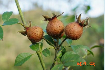 >刺梨栽种的建园介绍 刺梨 (2).jpg