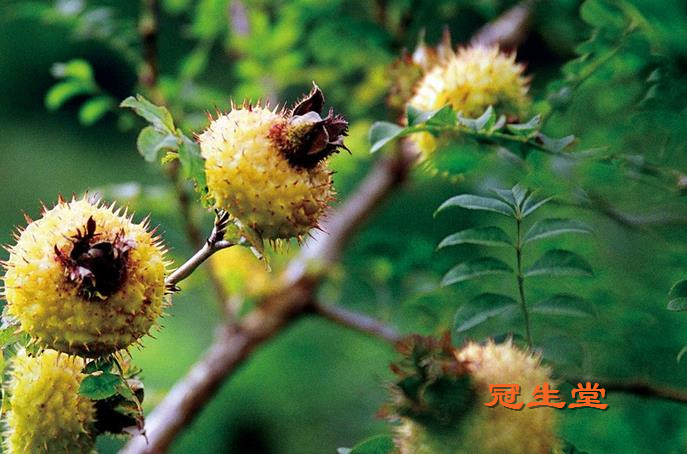 1491375569552350.jpg 刺梨栽种技术之花果管理要求