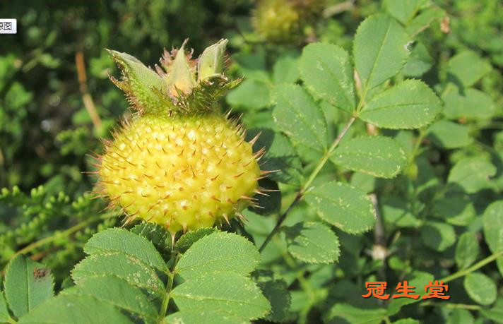 ���Ѵ��棨 Rosa kweichonensis var. sterilis ����������