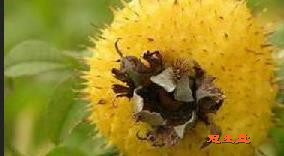 ���Ѵ��棨 Rosa kweichonensis var. sterilis ����������