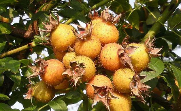 1494486400297757.jpg 360截图20170420100708684.jpg