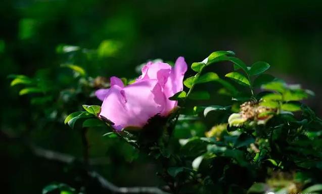 1494573600686320.jpg 360截图20170415113651753.jpg