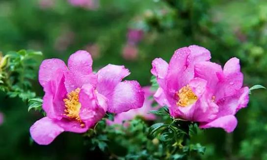 1494573619650177.jpg 360截图20170415113659497.jpg