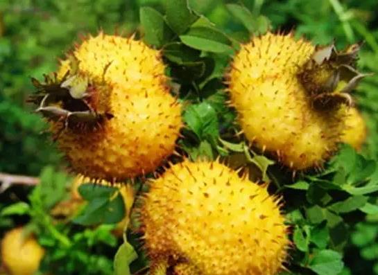 1494574612396396.jpg 360截图20170415121255515.jpg