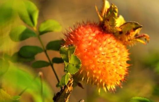 1494574628755813.jpg 360截图20170415133933675.jpg