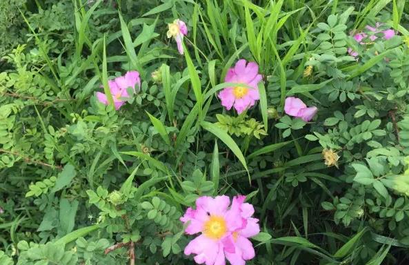 1494574651435306.jpg 360截图20170415124753933.jpg