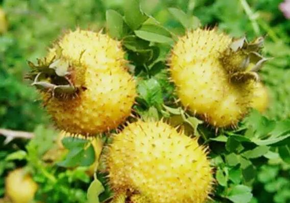 1515740442210804.jpg 360截图20180112145733207.jpg