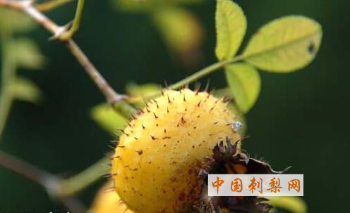 17种刺梨的功效与作用 可防癌抗癌降三高