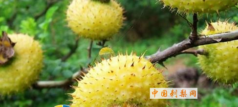 17种刺梨的功效与作用 可防癌抗癌降三高