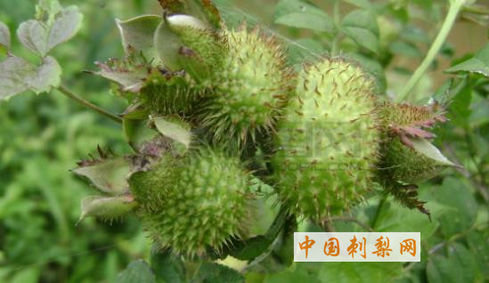 17种刺梨的功效与作用 可防癌抗癌降三高