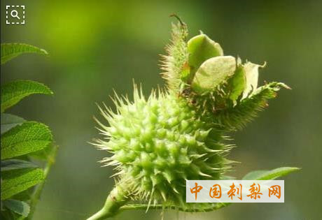 中国刺梨网 (131).jpg