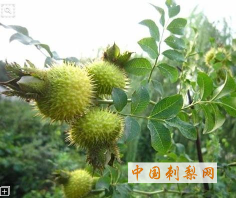 中国刺梨网 (119).jpg