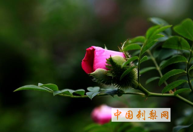 17种刺梨的功效与作用 可防癌抗癌降三高