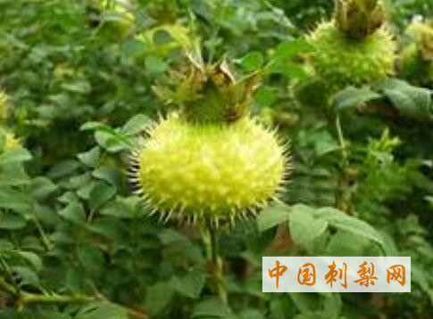 刺梨中的SOD超氧化物歧化酶介绍 中国刺梨网 (494).jpg