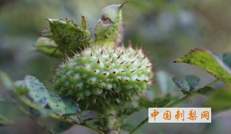 刺梨中的SOD超氧化物歧化酶介绍 中国刺梨网 (492).jpg