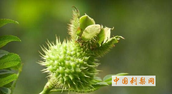 刺梨中的SOD超氧化物歧化酶介绍 中国刺梨网 (493).jpg