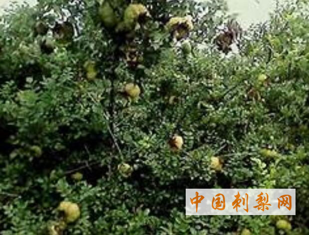 刺梨中的SOD超氧化物歧化酶介绍 中国刺梨网 (490).jpg