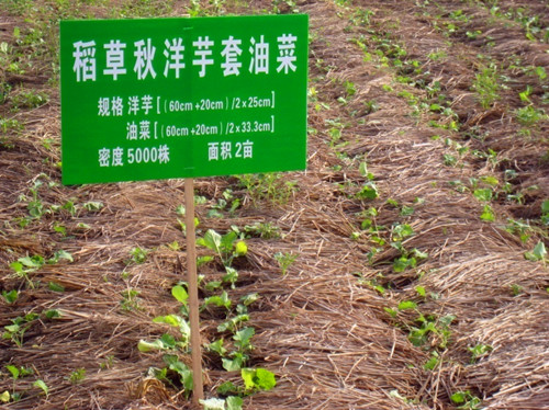 重庆市种植业主推技术——薯/油免耕轻简化栽培技术