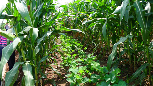 重庆市种植业主推技术——玉米-大豆带状复合种植技术