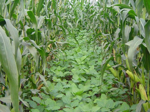 重庆市种植业主推技术——玉米-大豆带状复合种植技术
