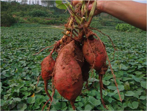 重庆市种植业主推技术——高淀粉甘薯标准化栽培技术