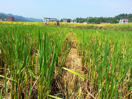 重庆市种植业主推技术——再生稻标准化高效栽培技术