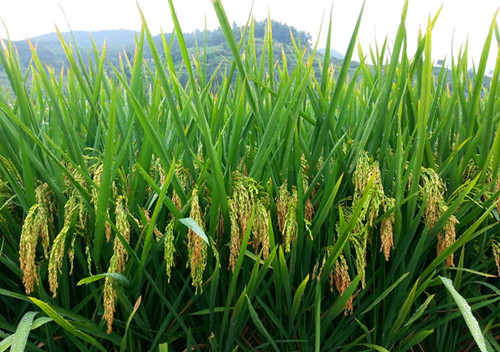 图片4  水稻宽窄行栽培灌浆成熟