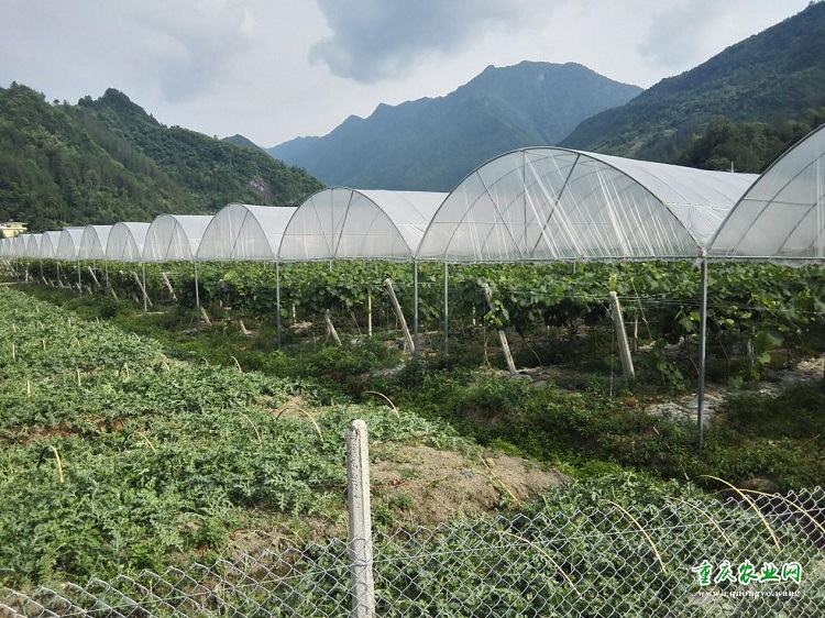 重庆市超林农业开发有限公司