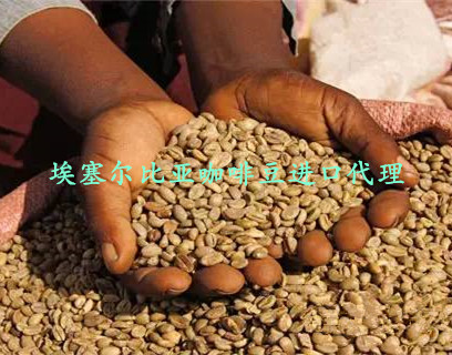 1498477934293062.jpg 埃塞尔比亚咖啡豆进口代理.jpg