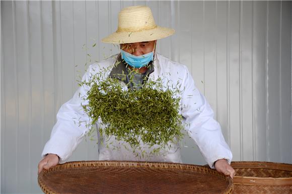 开州:茶园飘香绿芽嫩 又到春茶采摘时_重庆企业网