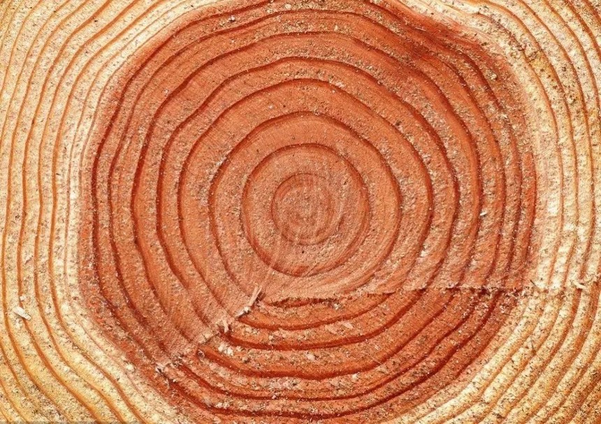 常常爬到树上啃食树皮,损坏了木材的形成层,致使这些树木伤病了五六年