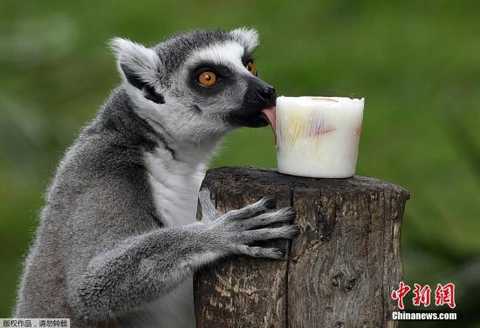 资料图：一只环尾狐猴享受冻酸奶。
