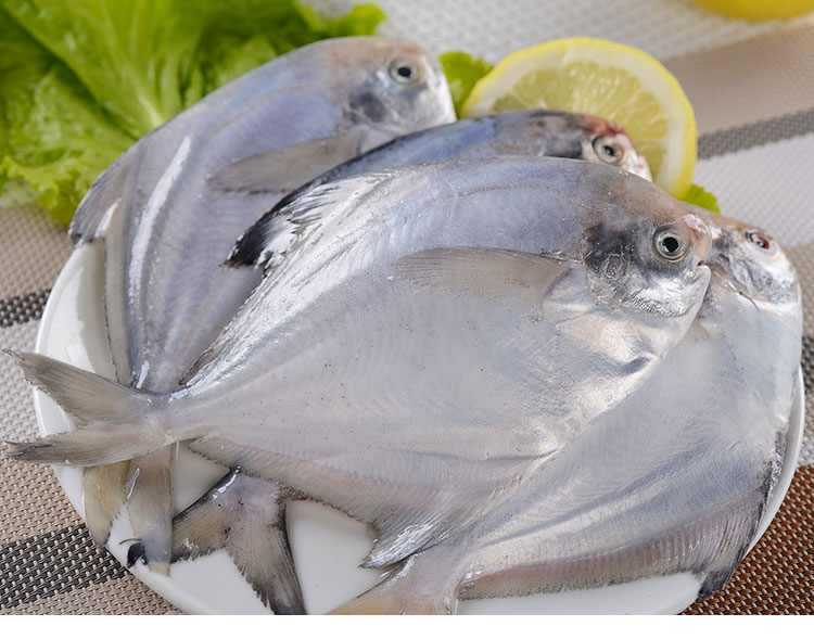 野生银鲳鱼 1斤5-6条 东海银鲳鱼 镜鱼 鲳鱼 平鱼 新鲜海鲜 海鱼