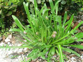 1519394691890819.png 翼首草.png