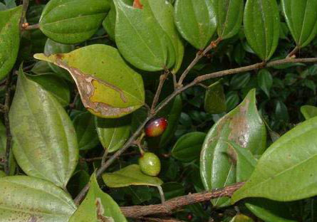 1519394732473923.png 乌药植物.png