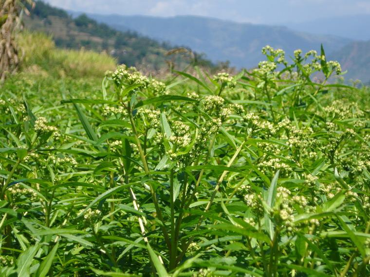 1519396188357912.png 穿心莲原装.png