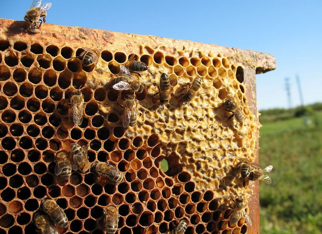 1519396230346240.png 蜂 房.png