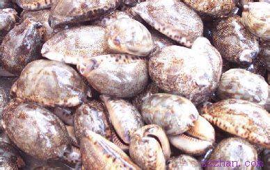 1519396287229230.png 紫 贝 齿.png