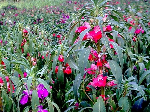 1519396252369247.png 急 性 子.png