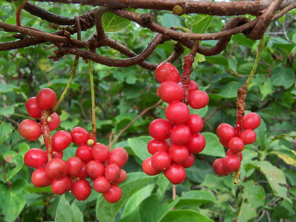 1519396366657531.png 五味子.png