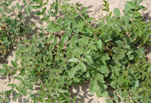 1519396455401771.png 甘 草.png