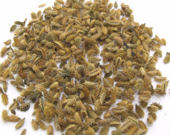 1520258156523163.jpg 鹤 虱.jpg